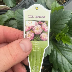 Dahlia XXL Veracruz Live Plant 4.5 inch Pot – Vibrant Garden Flower - Image 6