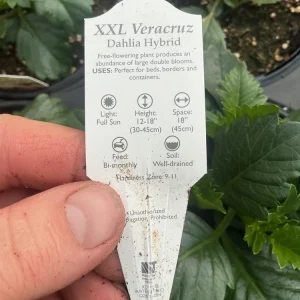 Dahlia XXL Veracruz Live Plant 4.5 inch Pot – Vibrant Garden Flower - Image 7