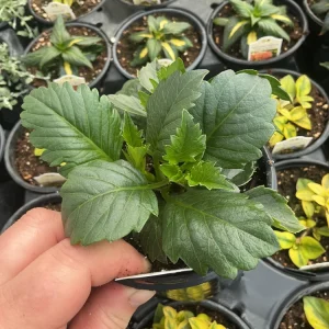 Dahlia XXL Veracruz Live Plant 4.5 inch Pot – Vibrant Garden Flower - Image 8
