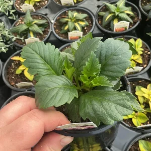 Dahlia XXL Veracruz Live Plant 4.5 inch Pot – Vibrant Garden Flower - Image 9