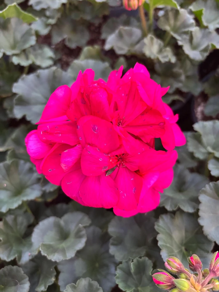 Darko Neon Purple Zonal Geranium Live Plant – 4.5" Nursery Pot – Pelargonium - Image 2