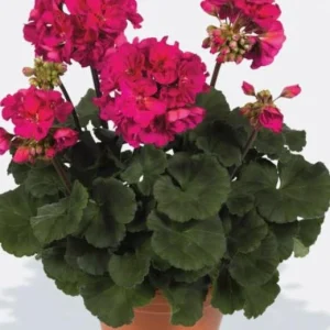 Darko Neon Purple Zonal Geranium Live Plant – 4.5