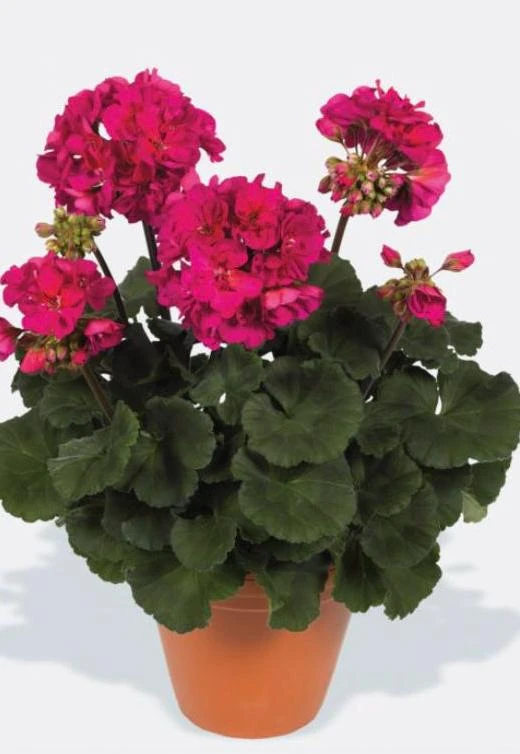 Darko Neon Purple Zonal Geranium Live Plant – 4.5" Nursery Pot – Pelargonium - Image 3