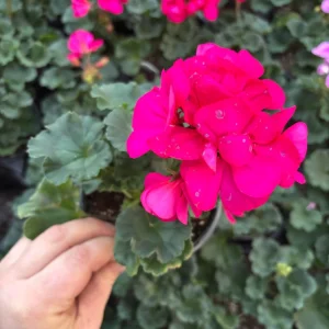 Darko Neon Purple Zonal Geranium Live Plant – 4.5