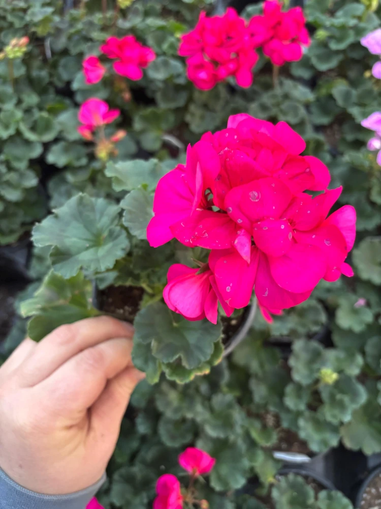 Darko Neon Purple Zonal Geranium Live Plant – 4.5" Nursery Pot – Pelargonium - Image 4