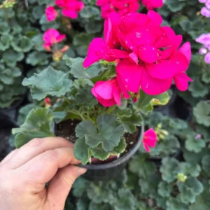Darko Neon Purple Zonal Geranium Live Plant – 4.5