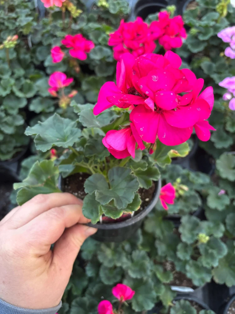 Darko Neon Purple Zonal Geranium Live Plant – 4.5" Nursery Pot – Pelargonium - Image 5