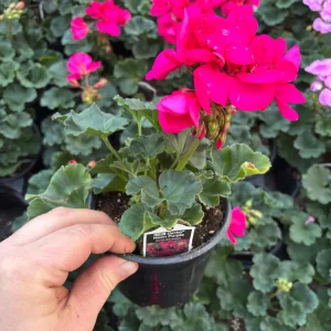 Darko Neon Purple Zonal Geranium Live Plant – 4.5