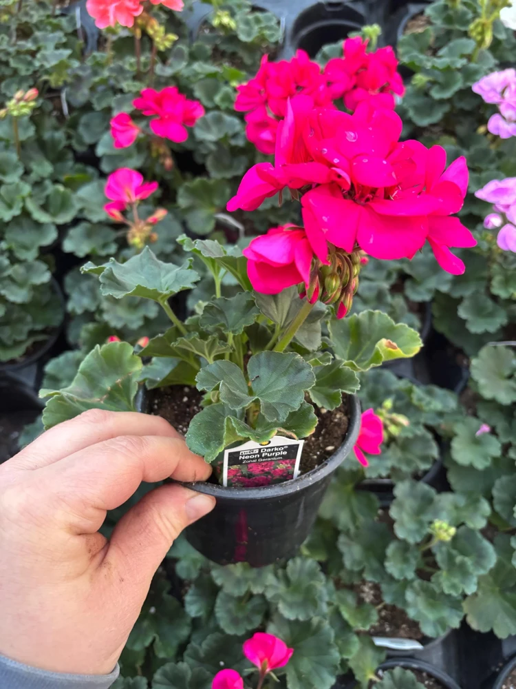 Darko Neon Purple Zonal Geranium Live Plant – 4.5" Nursery Pot – Pelargonium - Image 6