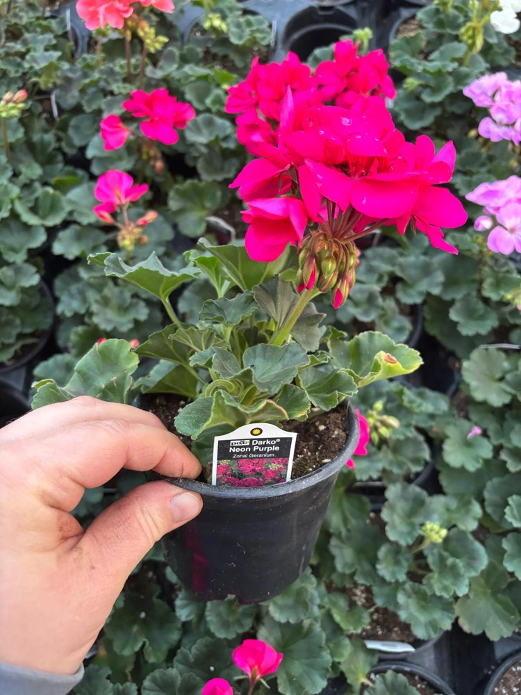 Darko Neon Purple Zonal Geranium Live Plant – 4.5" Nursery Pot – Pelargonium - Image 7