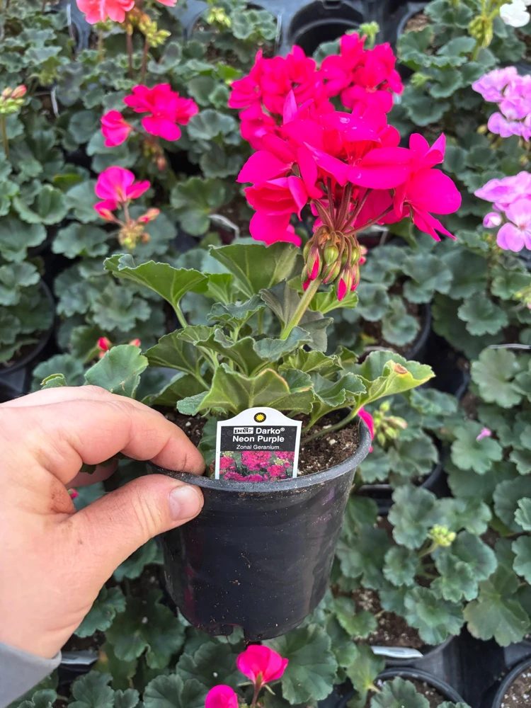 Darko Neon Purple Zonal Geranium Live Plant – 4.5" Nursery Pot – Pelargonium - Image 8