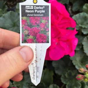 Darko Neon Purple Zonal Geranium Live Plant – 4.5
