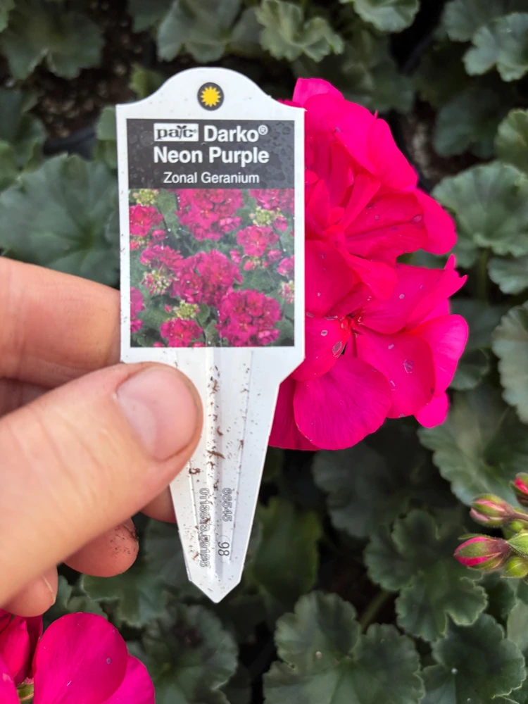 Darko Neon Purple Zonal Geranium Live Plant – 4.5" Nursery Pot – Pelargonium - Image 9
