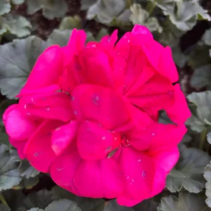Darko Neon Purple Zonal Geranium Live Plant – 4.5" Nursery Pot – Pelargonium - Image 1