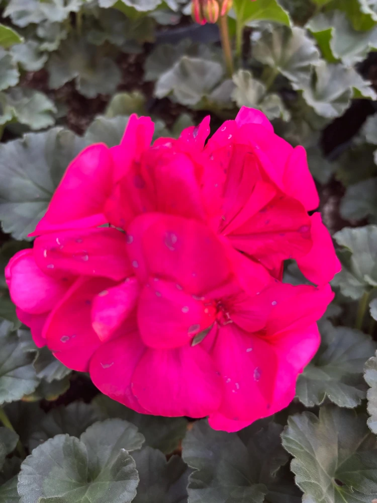 Darko Neon Purple Zonal Geranium Live Plant – 4.5" Nursery Pot – Pelargonium - Image 1