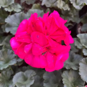 Darko Neon Purple Zonal Geranium Live Plant – 4.5