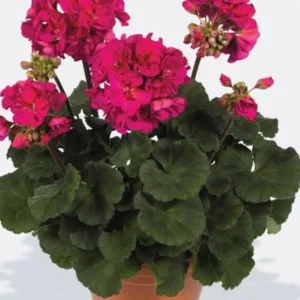 Darko Neon Purple Zonal Geranium Live Plant – 4.5