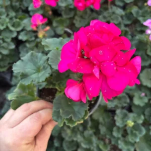 Darko Neon Purple Zonal Geranium Live Plant – 4.5