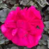 Darko Neon Purple Zonal Geranium Live Plant – 4.5" Pot – Pelargonium - Image 1