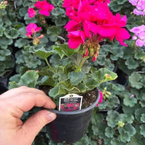 Darko Neon Purple Zonal Geranium Live Plant – 4.5
