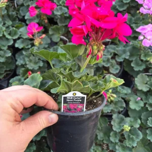 Darko Neon Purple Zonal Geranium Live Plant – 4.5