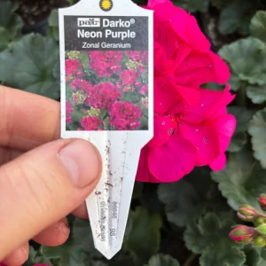Darko Neon Purple Zonal Geranium Live Plant – 4.5
