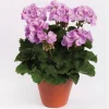 Darko Standard Blue Zonal Geranium Pelargonium Live Plant 4.5 inch Pot - Image 1