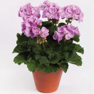 Darko Standard Blue Zonal Geranium Pelargonium Live Plant 4.5 inch Pot - Image 1