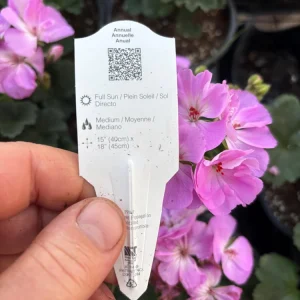 Darko Standard Blue Zonal Geranium Pelargonium Live Plant 4.5 inch Pot - Image 10