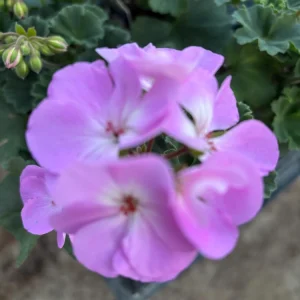 Darko Standard Blue Zonal Geranium Pelargonium Live Plant 4.5 inch Pot - Image 2