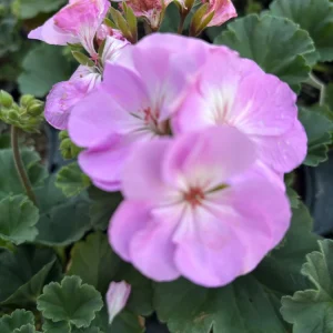 Darko Standard Blue Zonal Geranium Pelargonium Live Plant 4.5 inch Pot - Image 3