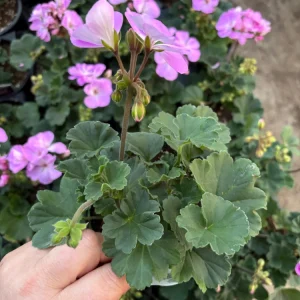 Darko Standard Blue Zonal Geranium Pelargonium Live Plant 4.5 inch Pot - Image 4
