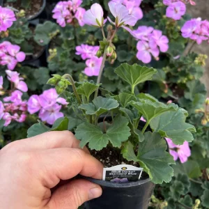 Darko Standard Blue Zonal Geranium Pelargonium Live Plant 4.5 inch Pot - Image 5