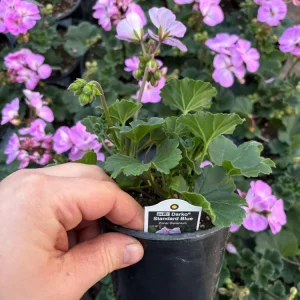 Darko Standard Blue Zonal Geranium Pelargonium Live Plant 4.5 inch Pot - Image 6
