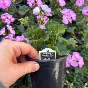 Darko Standard Blue Zonal Geranium Pelargonium Live Plant 4.5 inch Pot - Image 7