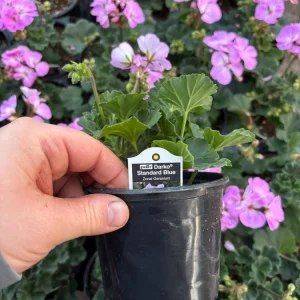 Darko Standard Blue Zonal Geranium Pelargonium Live Plant 4.5 inch Pot - Image 8