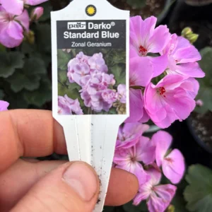 Darko Standard Blue Zonal Geranium Pelargonium Live Plant 4.5 inch Pot - Image 9
