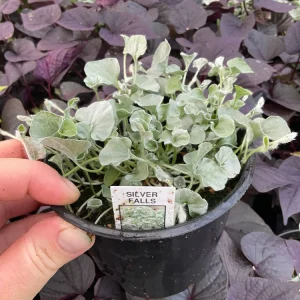 Dichondra Silver Falls Live Plant – 4.5 inch Pot – Trailing Foliage - Image 2