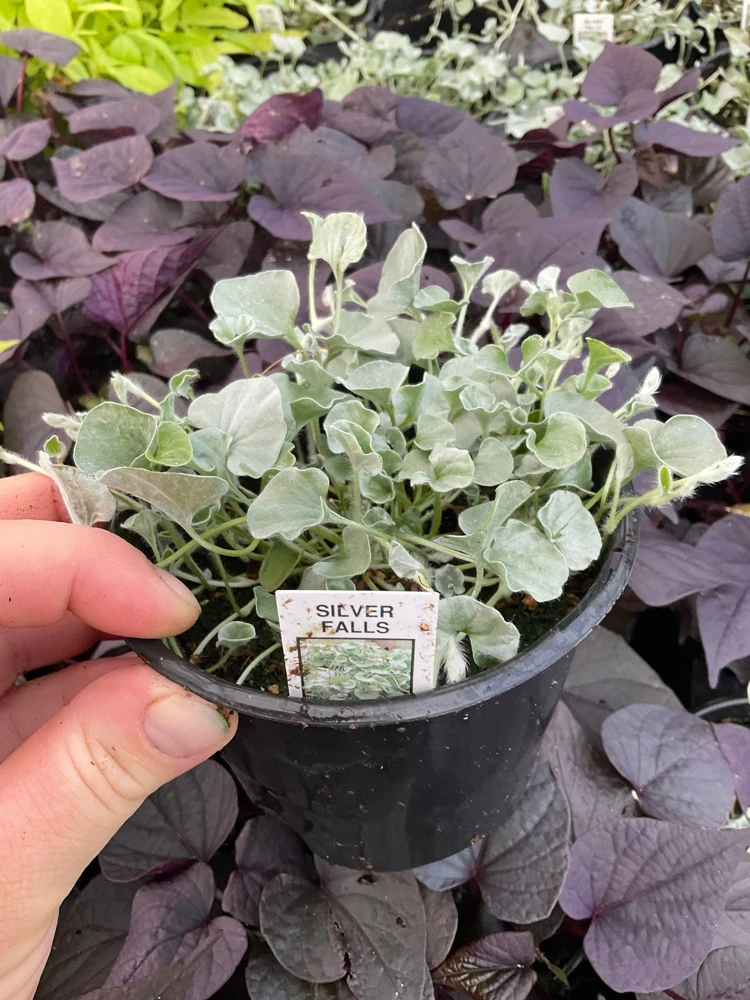 Dichondra Silver Falls Live Plant – 4.5 inch Pot – Trailing Foliage - Image 2