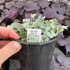 Dichondra Silver Falls Live Plant – 4.5 inch Pot – Trailing Foliage - Image 3