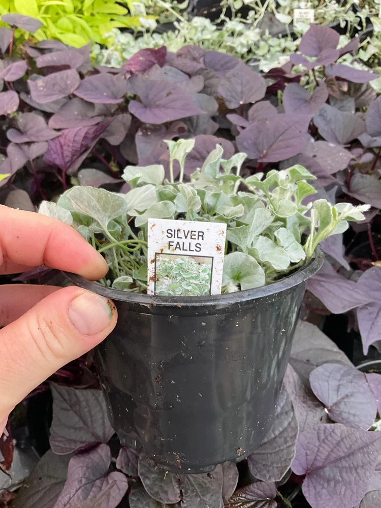 Dichondra Silver Falls Live Plant – 4.5 inch Pot – Trailing Foliage - Image 3