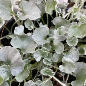 Dichondra Silver Falls Live Plant – 4.5 inch Pot – Trailing Foliage - Image 4
