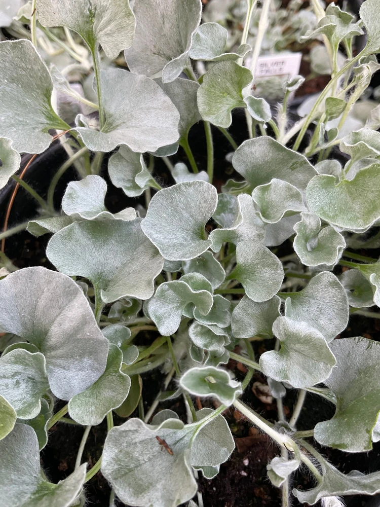 Dichondra Silver Falls Live Plant – 4.5 inch Pot – Trailing Foliage - Image 4