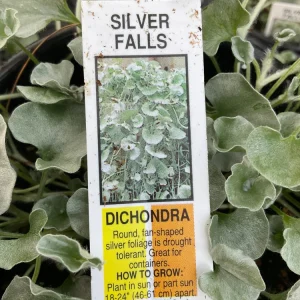 Dichondra Silver Falls Live Plant – 4.5 inch Pot – Trailing Foliage - Image 5