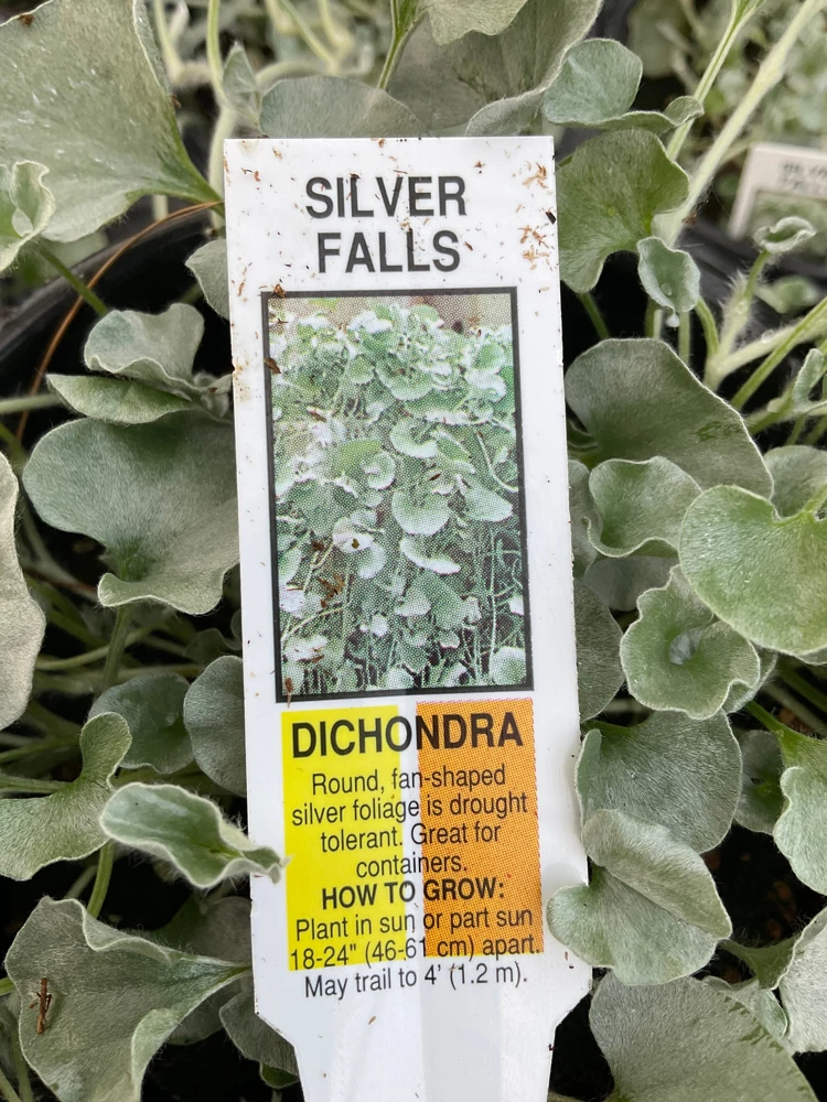 Dichondra Silver Falls Live Plant – 4.5 inch Pot – Trailing Foliage - Image 5