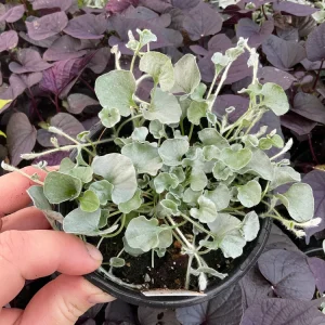 Dichondra Silver Falls Live Plant – 4.5 inch Pot – Trailing Foliage - Image 1
