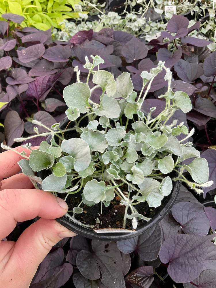 Dichondra Silver Falls Live Plant – 4.5 inch Pot – Trailing Foliage - Image 1