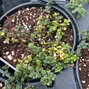 Doone Valley Thyme Live Plant – 4.5 inch Pot – Fragrant Groundcover Herb - Image 10