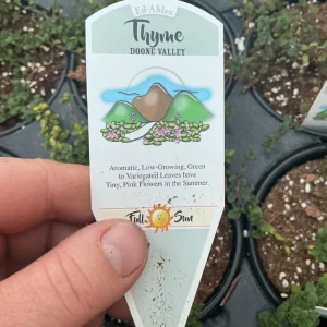 Doone Valley Thyme Live Plant – 4.5 inch Pot – Fragrant Groundcover Herb - Image 11