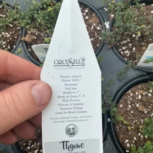 Doone Valley Thyme Live Plant – 4.5 inch Pot – Fragrant Groundcover Herb - Image 12